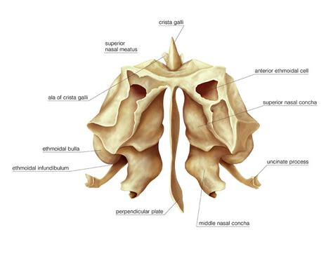 Crista Galli Anatomy