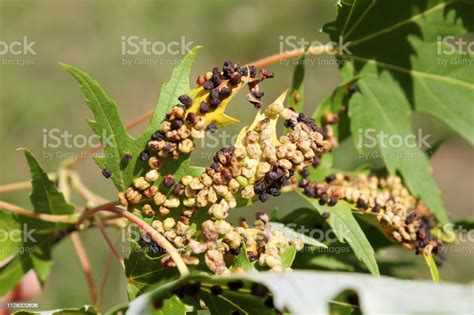 Black Galls Caused By Maple Bladdergall Mite Or Vasates Quadripedes On Silver Maple Leaf Stock