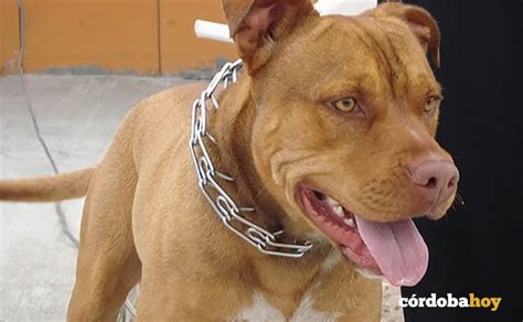 La Polic A Local Entrega A Sadeco Un Pitbull Suelto Y Sin Microchip En