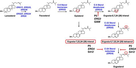 Sterol Biosynthesis Pathway And Defects Of Isolates P2 And P5 The Download Scientific Diagram