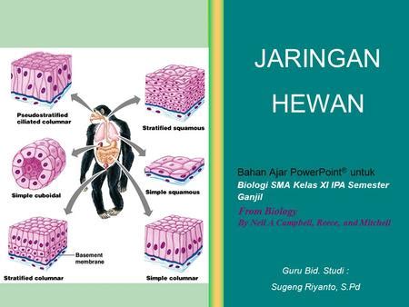 Ppt Jaringan Hewan Kelas Xi