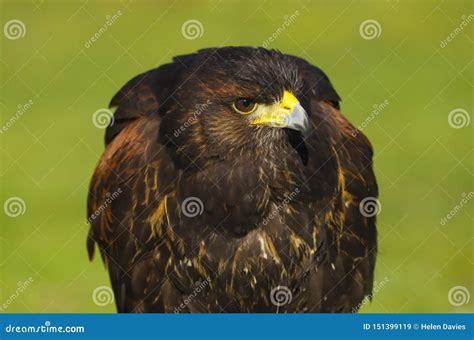 Ave Rapaz Del Unicinctus De Harris Hawk Parabuteo Imagen De Archivo