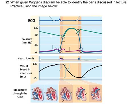 Wigger S Diagram Diagram Quizlet
