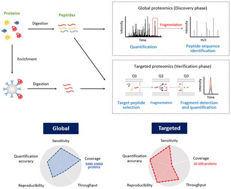 Liquid Chromatography Tandem Mass Spectrometry LCMS MS Workflow For