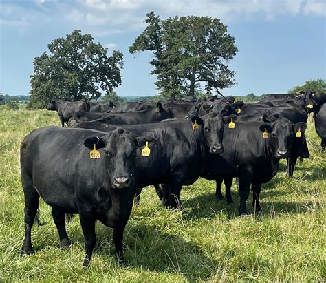 80 Crossbred Cows Angus Brangus Hereford For Sale In Lockwood