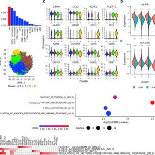 Single Cell CITE Seq Data Show Significant Differences In NK Cell