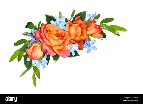 Orange Roses And Blue Small Flowers With Eucalyptus Leaves In A Corner