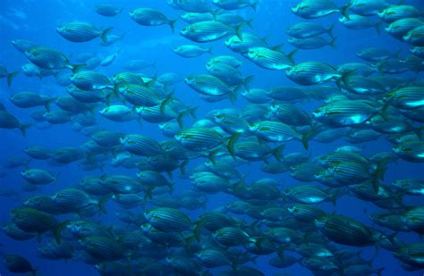 Overfishing in the The Mediterranean Sea