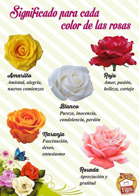 10+ mejores imágenes de Significados de flores rosas de cada colores ...