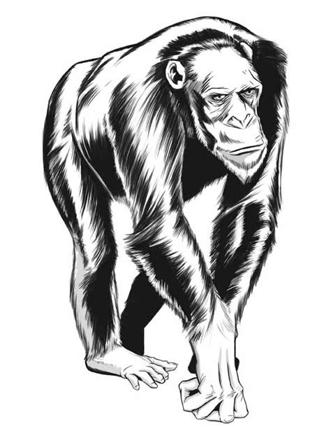 Chimpanzee By Seanwthornton On Deviantart