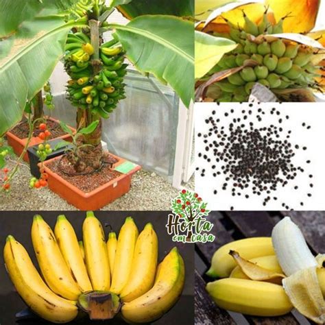 How to Grow Banana Plants Indoors and Outdoor - GoWritter | Banana ...