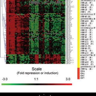 Validation Of Precursor And Mature Mirna Levels The Expression Of
