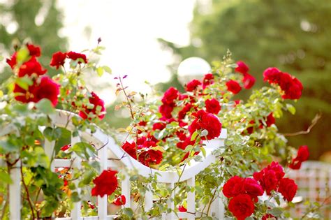 Rose Red Flower Free Photo On Pixabay Pixabay