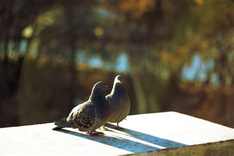 170+ Mating Pigeon Couple Stock Photos, Pictures & Royalty-Free Images - iStock