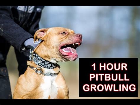 Pitbull growling 1 hour, aggressive pitbull sound effect - YouTube