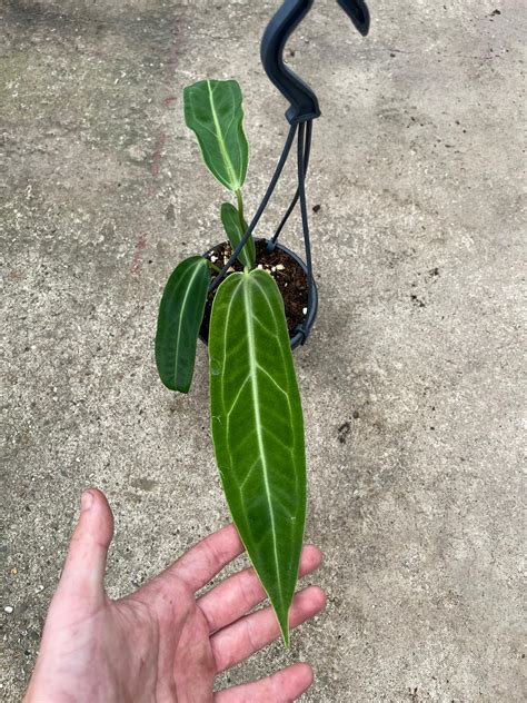 Anthurium Warocqueanum I M The New Green