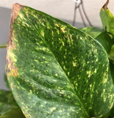 Why Is My Pothos Leaves Curling Causes Solutions Plants Craze