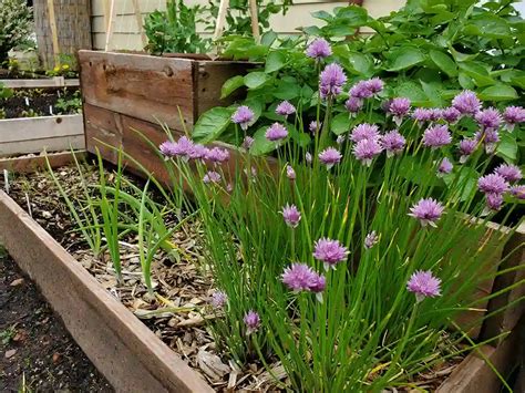 How To Grow Chives Expert Advice For A Thriving Herb Garden Peace