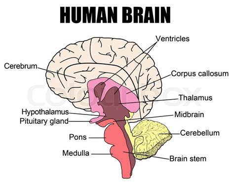 Human Brain | Stock-Vektor | Colourbox