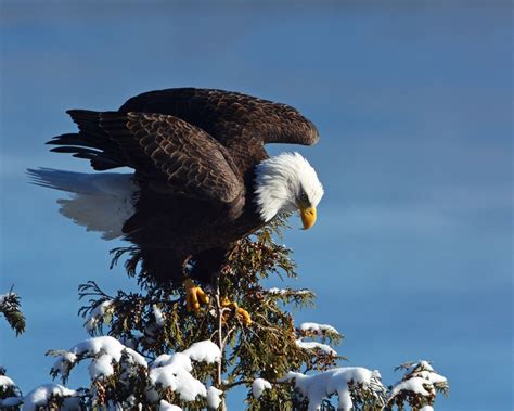 After Years Of Recovery Efforts Bald Eagles Are No Longer