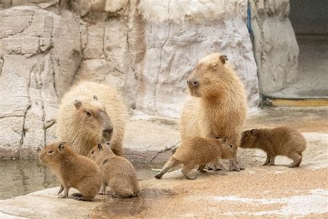 Houston Zoo Welcomes 2nd Litter Of Capybaras This Year