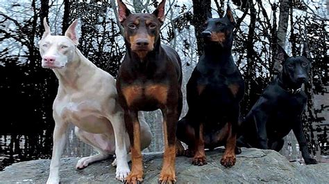 4 Tipos De Doberman Únicos En El Mundo YouTube