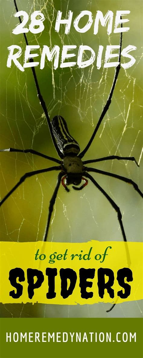 28 Scientifically Proven Home Remedies To Get Rid Of Spiders A Complete Guide Home Remedy