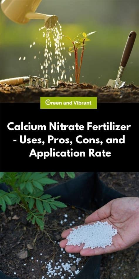 Calcium Nitrate Fertilizer Is One Source Of Plant Food You May Have