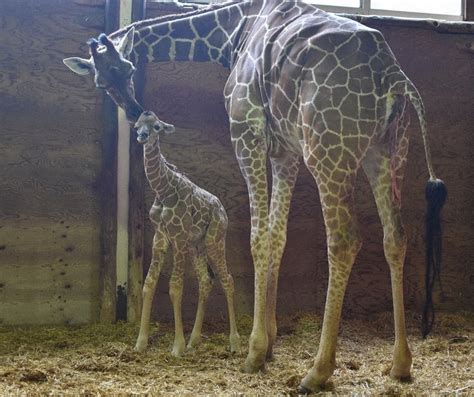 40頭目のキリン 元気な赤ちゃん こども動物自然公園 ／埼玉 毎日新聞