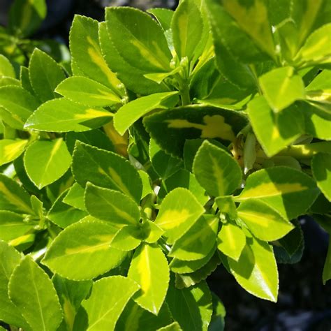 Euonymus Japonicus Gold Spot Variegated Euonymus Mid Valley Trees