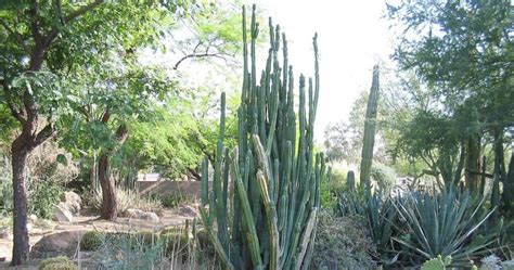 Huachuma The San Pedro Cactus Healing Medicine