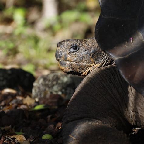 Viaja Ecuador On Twitter Se Descubre Nueva Especie De Tortuga