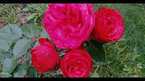 Помпонная роза Ред пиано (Red piano) описание сорта, цветение 10 июля ...
