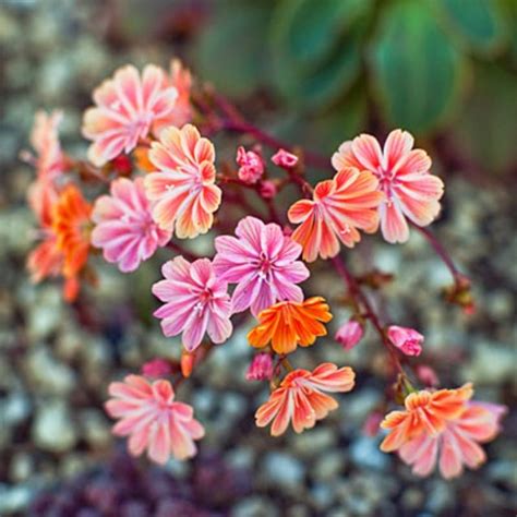 Xeriscaping plants: Lewisia Cotyledon