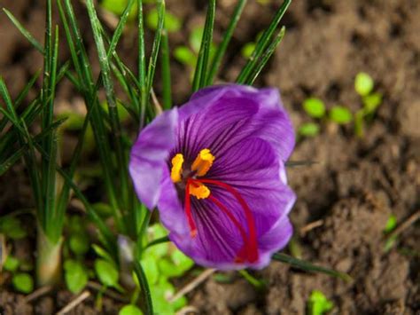 Cultiver Du Safran Comment Faire Pousser Des Bulbes De Crocus Au Safran