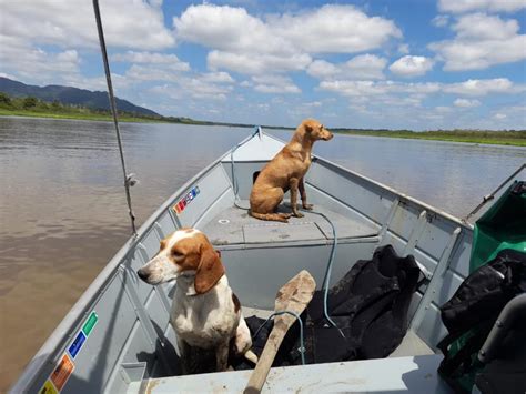 Pol Cia Militar Ambiental Resgata C Es Em Situa O De Maus Tratos E