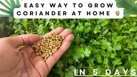 How To Grow Coriander At Home धनिया उगाने का सबसे आसान तरीका 🪴🏡