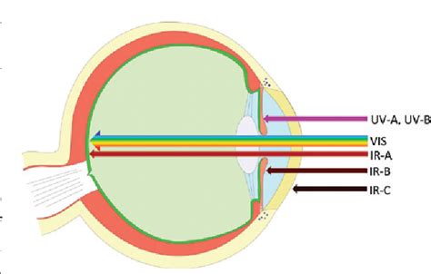 Figure From Photobiological Safety Of Led Based Lighting Systems