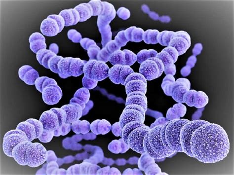 Streptococcus Pyogenes Materikimia