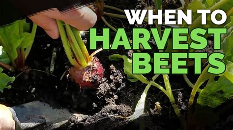 Harvesting Beets When How And Tips For Storing Beets Youtube