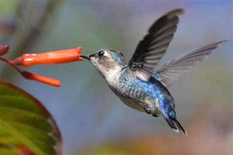 10 Tipos De Colibríes Guía Con Nombres E Imágenes