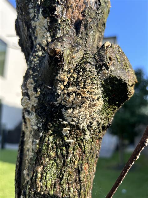 These have been growing on my persimmons tree. I know it’s not a