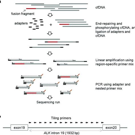 Construction of the sequencing library. a) Cell-free DNA was... | Download Scientific Diagram