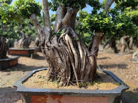 Ornamental Plant Ficus Bonsai Multi Root Supplier Manufacturer