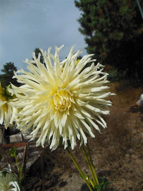 Photo Of The Bloom Of Dahlia Snoho Storm Posted By Clc70