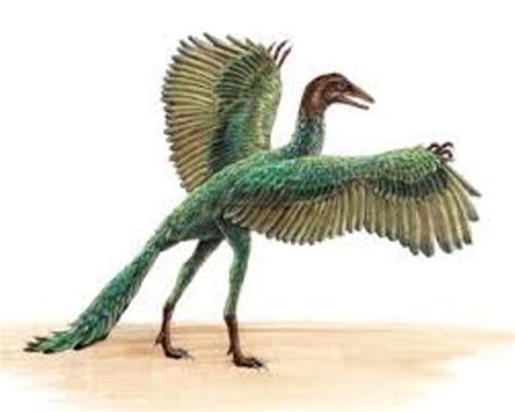 10 Facts about Archaeopteryx | Fact File