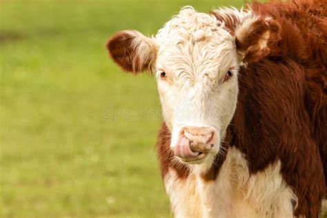 Hereford Cow Facing Right Stock Image Image Of Field