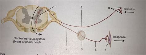 Autonomic Reflex Arc Flashcards Quizlet