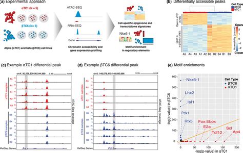 Assay for transposase accessible chromatin ATAC seq profiling of αTC1