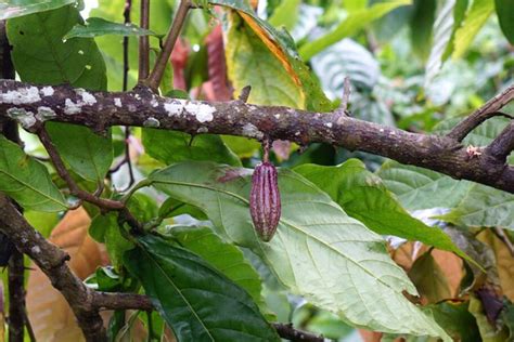 Cacao Plant Care Growing Guide